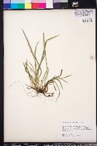 Carex abscondita image