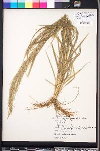 Eragrostis japonica image