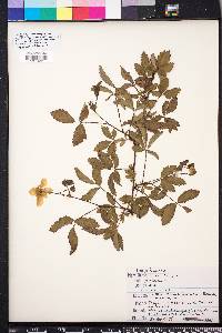 Rubus trivialis image