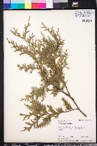 Chamaecyparis thyoides image