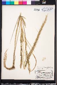 Eragrostis japonica image