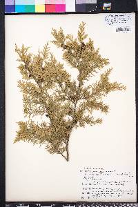 Chamaecyparis thyoides image