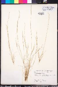 Aristida longespica image