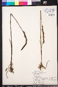 Spiranthes vernalis image