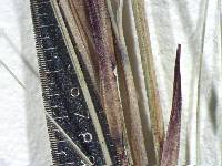 Aristida affinis image