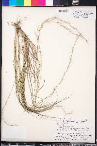 Aristida purpurascens image