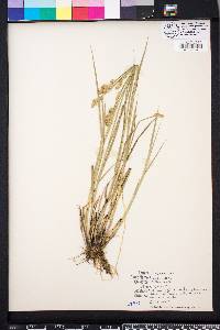 Carex alata image