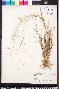 Eragrostis refracta image