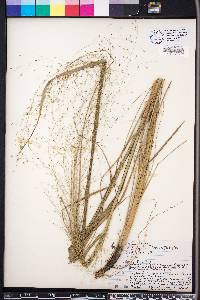 Eragrostis hirsuta image