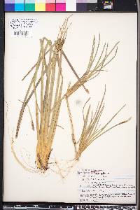 Eustachys glauca image