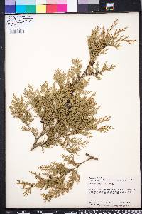 Chamaecyparis thyoides image