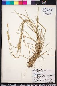 Cenchrus spinifex image