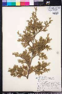 Chamaecyparis thyoides image