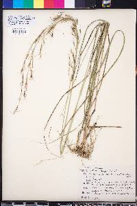 Aristida lanosa image