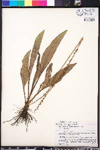 Plantago sparsiflora image