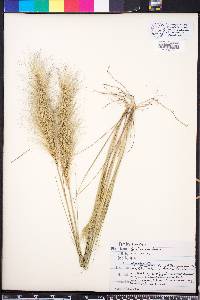 Aristida spiciformis image