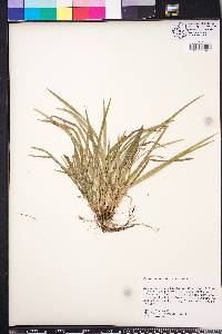 Carex abscondita image