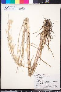 Andropogon ternarius image