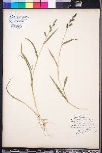 Echinochloa colona image