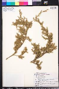 Chamaecyparis thyoides image