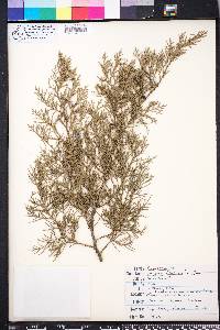 Juniperus silicicola image