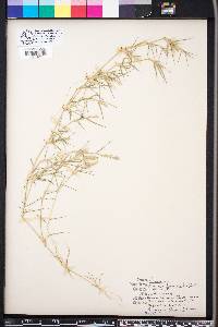 Eragrostis hypnoides image