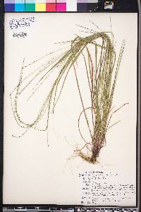 Digitaria villosa image