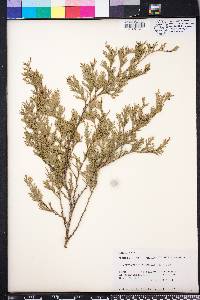 Chamaecyparis thyoides image