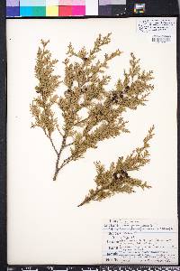 Chamaecyparis thyoides image