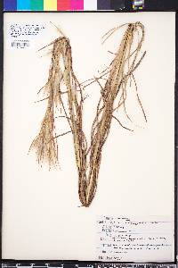 Andropogon longiberbis image