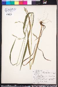 Bromus kalmii image