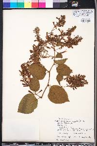 Brunnichia ovata image