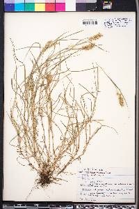 Cenchrus spinifex image