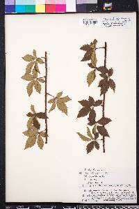 Rubus trivialis image