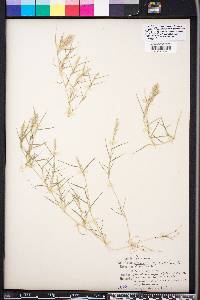 Eragrostis hypnoides image