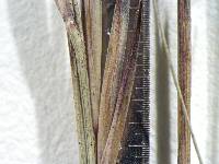 Aristida affinis image