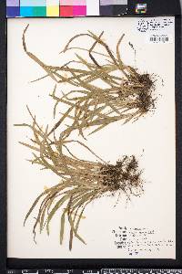 Carex abscondita image