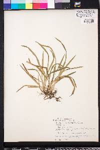 Carex abscondita image