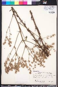 Eriogonum longifolium image