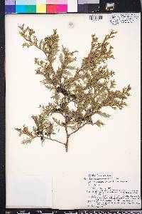 Chamaecyparis thyoides image