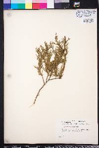 Chamaecyparis thyoides image