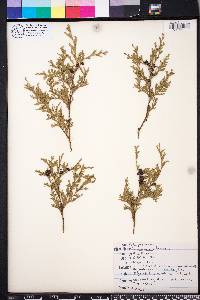 Chamaecyparis thyoides image