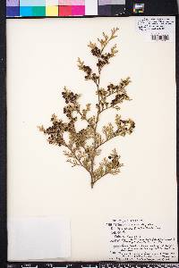 Chamaecyparis thyoides image