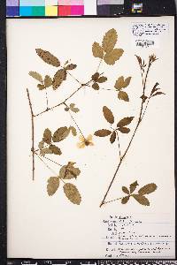 Rubus trivialis image