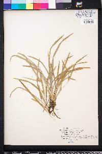 Carex abscondita image