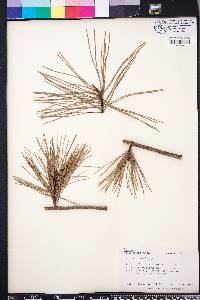 Pinus glabra image