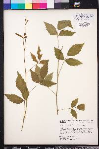 Rubus enslenii image