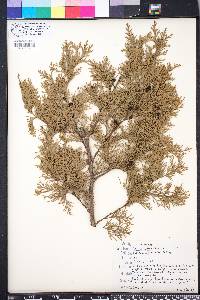 Chamaecyparis thyoides image