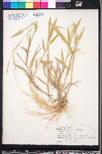 Urochloa platyphylla image