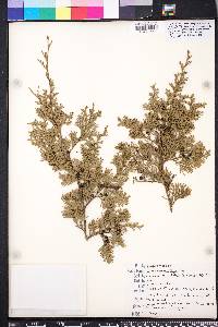 Chamaecyparis thyoides image